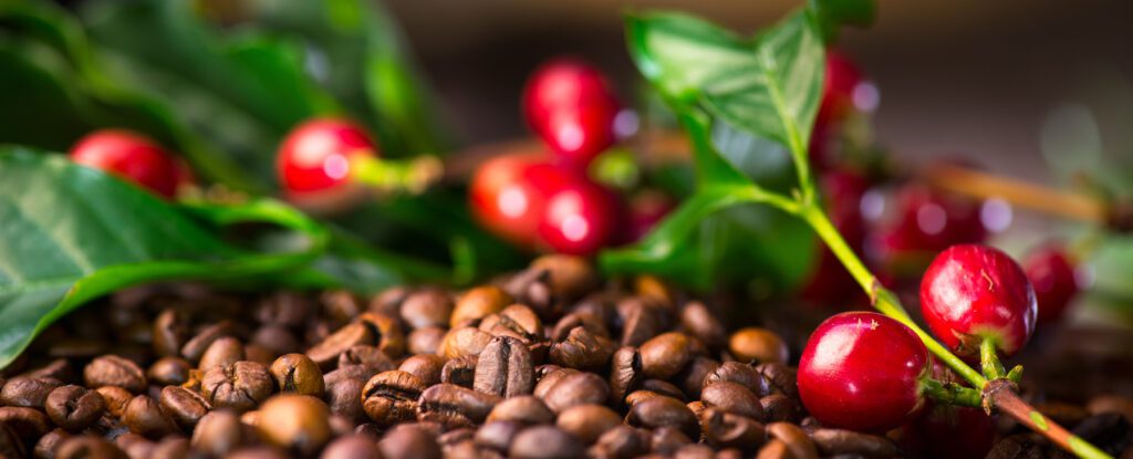 BDM | utilisation maximale de vos grains de café